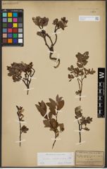 Foto von Salix waldsteiniana Willd.